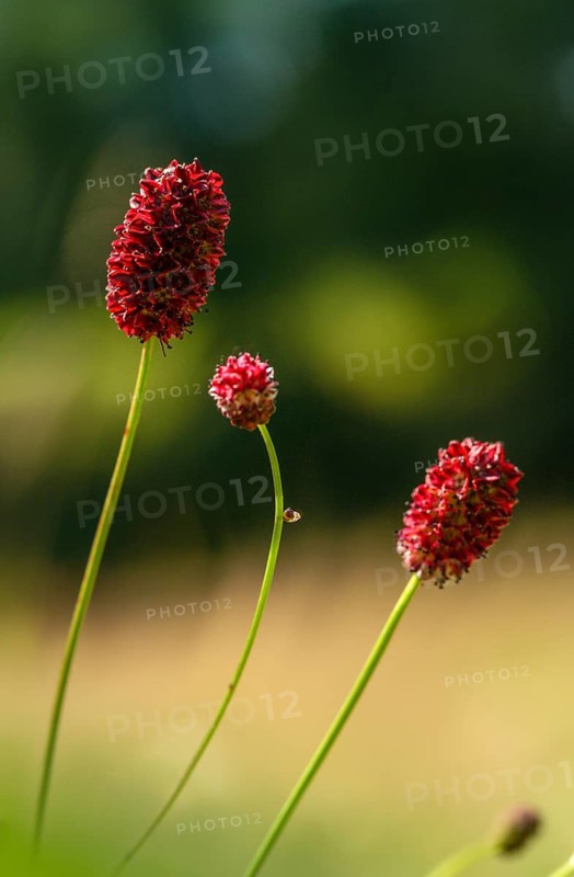 Large meadow button, rosaceae, rose family, sanguisorba officinalis, meadow button, flora, high size, vertical format, plants