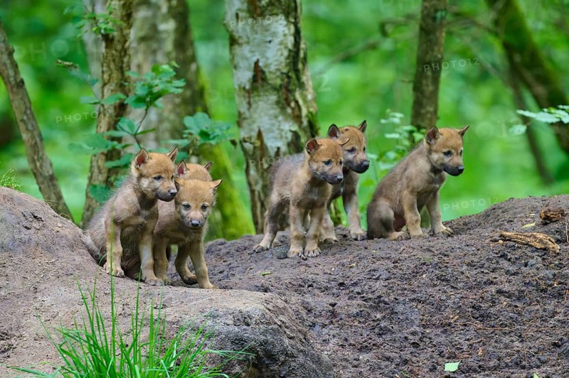 Five curious wolf cubs stand in the countryside, observing their surroundings, Wolf (Canis lupus), Germany