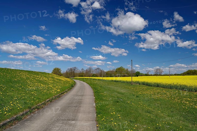 A dyke path leads through a landscape lined with flowers and green fields, spring, cycle tourism, bicycle trips, Elbe, Mecklenburg-Western Pomerania, Germany