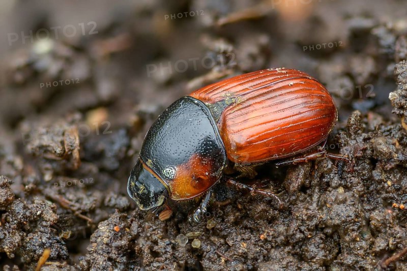 Aphodius scrutator, Coprimorphus scrutator, dung beetle, searching dung beetle, coleoptera, dung, insects, droppings, beetles, dung