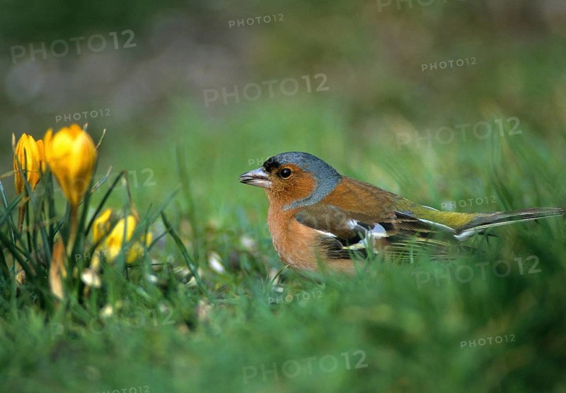 Chaffinch, Fringilla Coelebs, Birds, Spring, Garden, Leo, Male, Passeri, Songbirds, Jump, Birds
