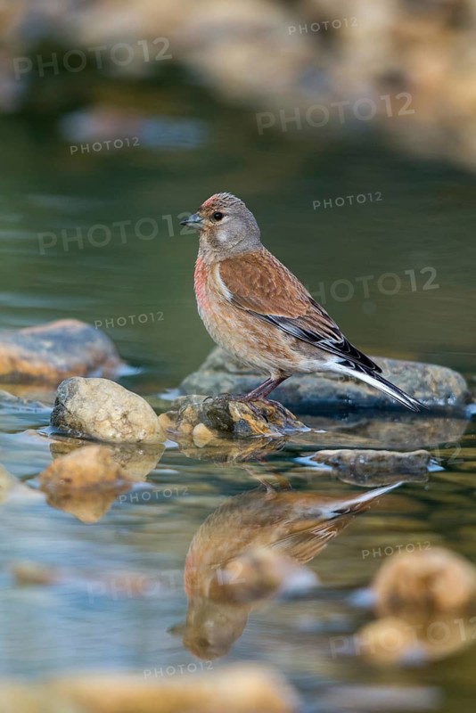 Acanthis cannabina, bloodtail, linaria cannabina, linnet, bath, bird bath, birds, hanfling, male, mirror, male, passeri, songbirds, songbirds, reflection, drinking, birdbath, birds, watering place