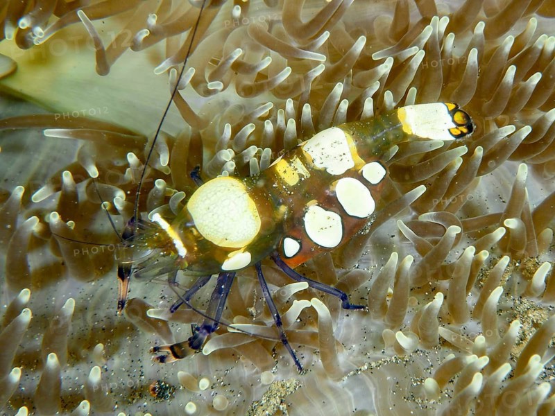 A peacock-eyed anemone shrimp (Ancylocaris brevicarpalis) nestled amongst a beige sea anemone creates a harmonious underwater scene, dive site: Secret Bay, Gilimanuk, Bali, Indonesia