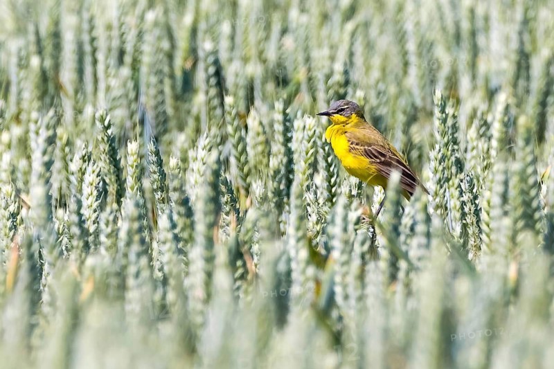 Animals, birds, yellow wagtail, cornfield, (Motacilla flava)