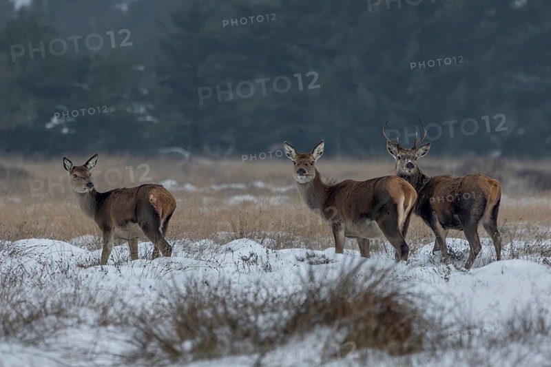 Red deer (Cervus elaphus), a red deer and its fawn in a winter meadow, winter, snow, cold, winter landscape, January, Denmark