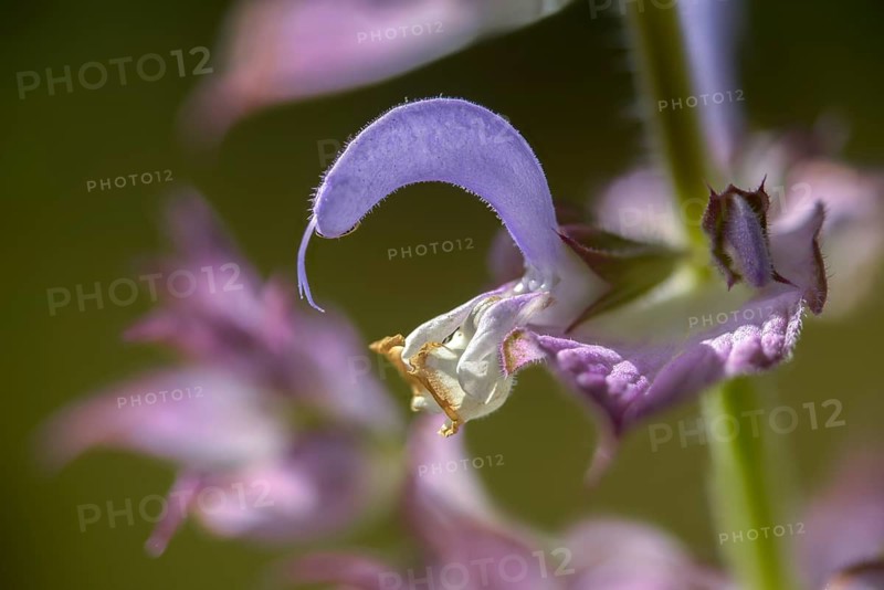 Clary sage, clary sage, Roman sage, salvia sclarea, scarlet herb, scarlet, charlei, clary sage, flora, plants, plants