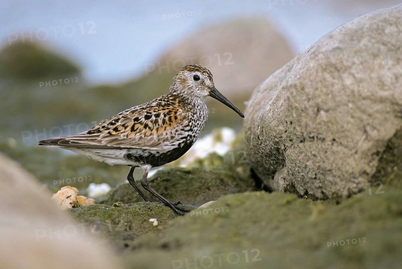 Alpine sandpipers, Calidris alpina, Dunlin, birds, breeding plumage, charadriiformes, humor, leo, limikolen, magnificent dress, snipe birds, scolopacidae, birds, waders, waders