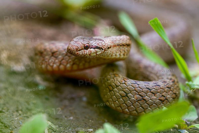 Coronella Austriaca, smooth snake, reptilia, reptilia, reptiles, snakes, snakes