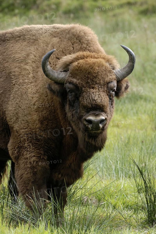 Bison