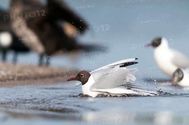 Black-headed gull, chroicocephalus ridibundus, black-headed gull, larus ridibundus, adult, bath, bathe, birds, charadriiformes, adult, sexual mature, gulls, limicols, seagulls, birds