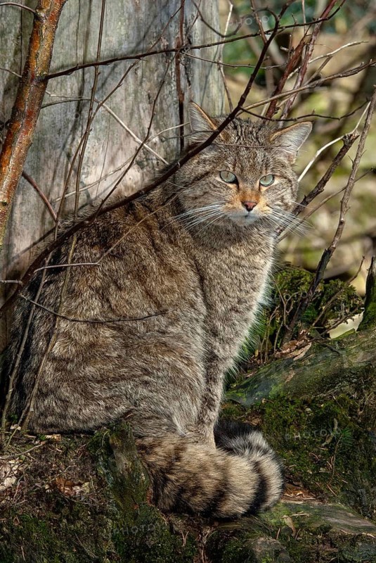 Carnivora, felis silvestris, predators, wildcat, high size, portrait format, mammals, raptors, sleep, mammals