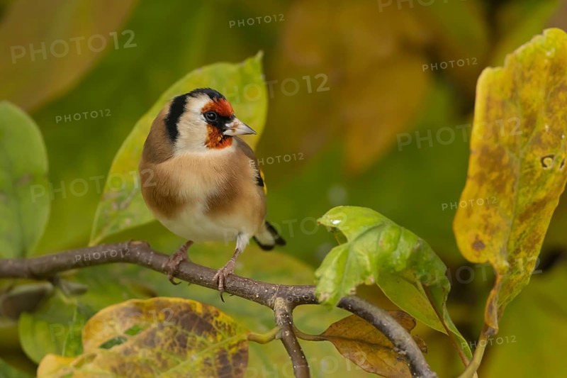 European goldfinch (Carduelis carduelis) adult bird amongst autumn leaves of a garden Magnolia tree, Suffolk, England, United Kingdom