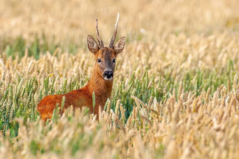 Roe deer (Capreolus capreolus) in a cereal field, close-up, Vechta, Lower Saxony, Germany