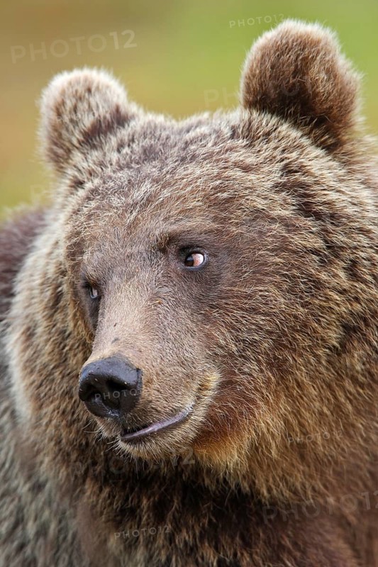 Brown bear, portrait