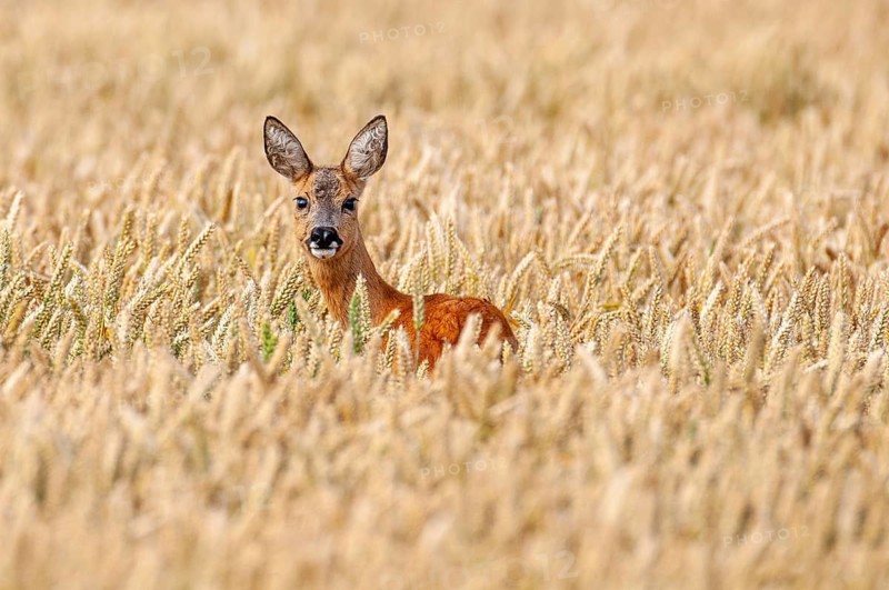 Roe deer (Capreolus capreolus) in a cereal field, portrait, Vechta, Lower Saxony, Germany