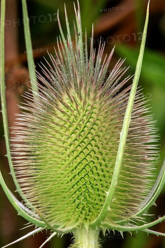 Wild teasel (Dipsacus fullonum), close-up, Baden-Württemberg, Germany