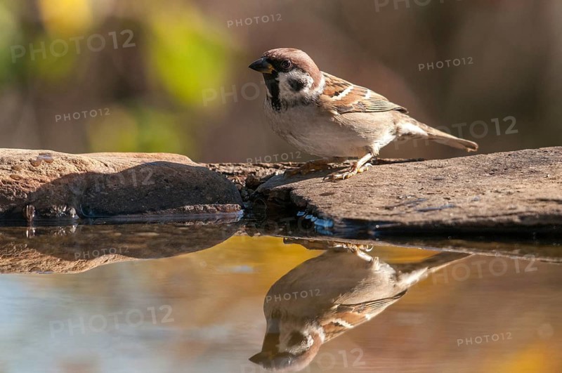 Tree Sparrow, Passer Montanus, Sparrow, Tree Sparrow, Bath, Bird Bath, Birds, Passeri, Songbirds, Sparrow, Sparrow, Sparrow, Sparrow, Watering Place