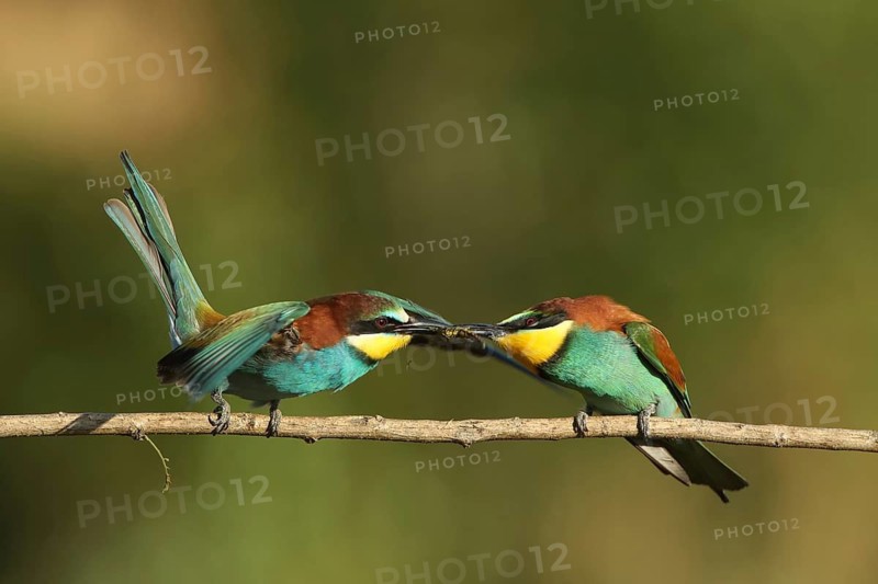 Two birds feeding each other on a branch: a bee-eater (Merops apiaster) with a dragonfly in its beak, Palatinate, Germany