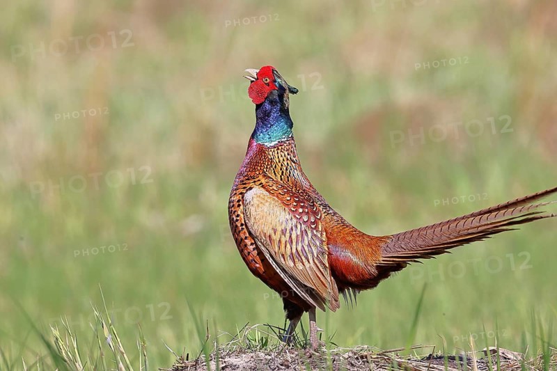 Pheasant, common pheasant (Phasianus colchicus), adult male bird displaying in a meadow, territorial boundary, wildlife, Lembruch, Ochsen Moor, Dümmer nature park Park, Lower Saxony, Germany