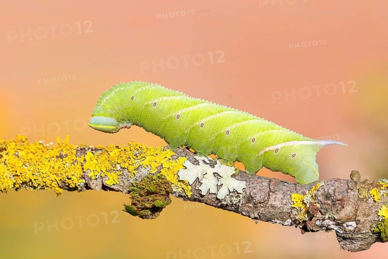 Evening Peacock (Smerinthus ocellata), caterpillar climbing a branch, hawk-moths, insects, moths, butterflies, animals, other animals, Siegerland, North Rhine-Westphalia, Germany