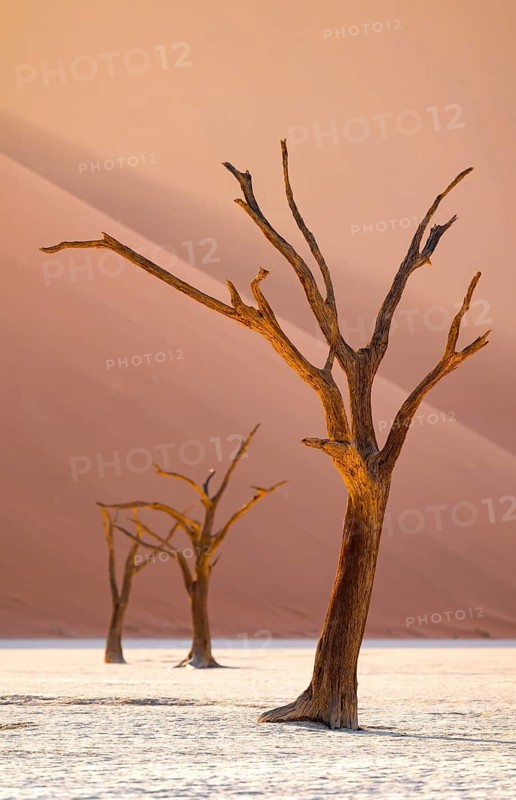 Red sand dunes and white salt pan with dead trees, Dead Vlei, Namib Desert, Namib Naukluft Park, Namibia