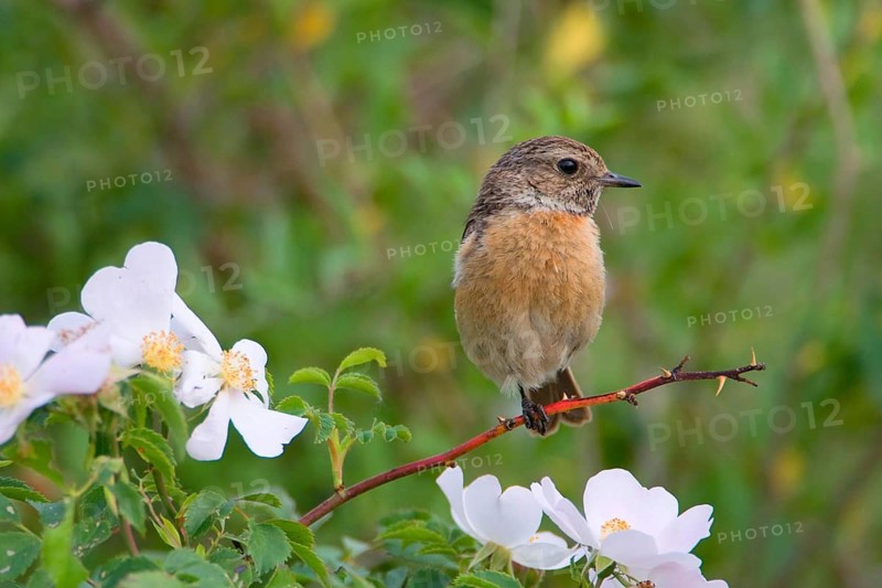 Animal Animals Bird Birds (Saxicola torquata) Stonechat Female perched on a branch of a dog rose Lake Neusiedl, Burgenland, Austria, Lake Neusiedl, Seewinkel, Burgenland