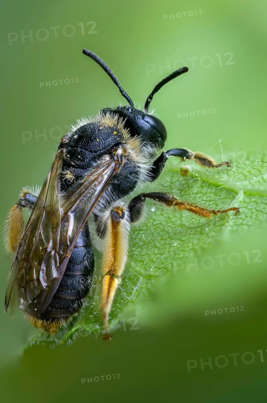 Andrena hemorrhoids, apidae, bees, early mining bee, hymenoptera, orange-tailed mining bee, redback sand bee, redheaded sand bee, sand bee, high size, portrait format, insects, insects