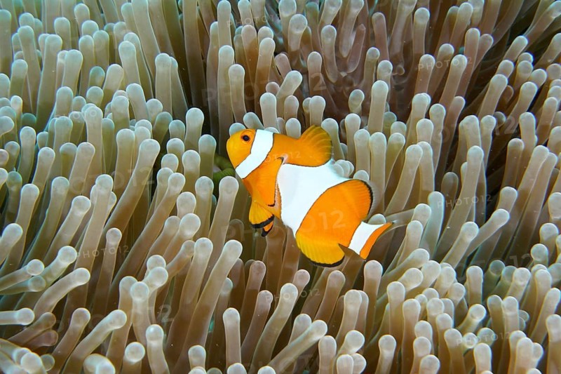 An Ocellaris Clownfish (Amphiprion ocellaris), Nemo, swims through the tentacles of a sea anemone, at the Coral Garden dive site, Menjangan, Bali, Indonesia