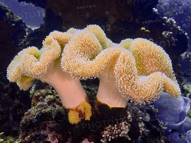 Two elegant, cream-coloured mushroom leather corals (Sarcophyton glaucum) on a rock formation, Close Encounters dive site, Permuteran, Bali, Indonesia