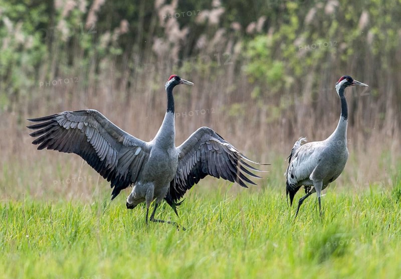 Crane, grus grus, crane, birds, gruidae, gruiformes, cranes, waitbirds, birds