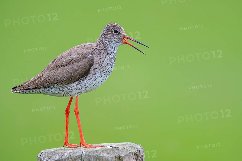 Common Redshank (Tringa totanus), De Waal, Texel, Netherlands