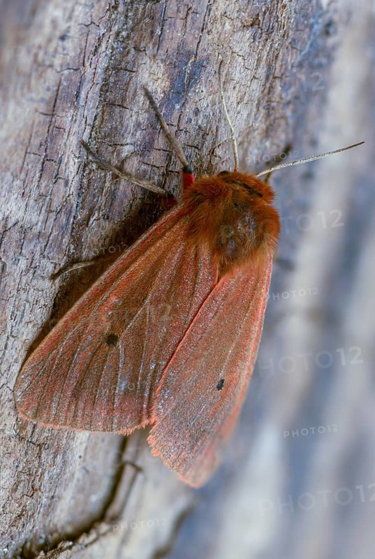 Phragmatobia fuliginosa, rust-wing, rust-winged bear, cinnamon bear, high size, portrait format, insects, moths, moths, moths, ruby tigers, butterflies