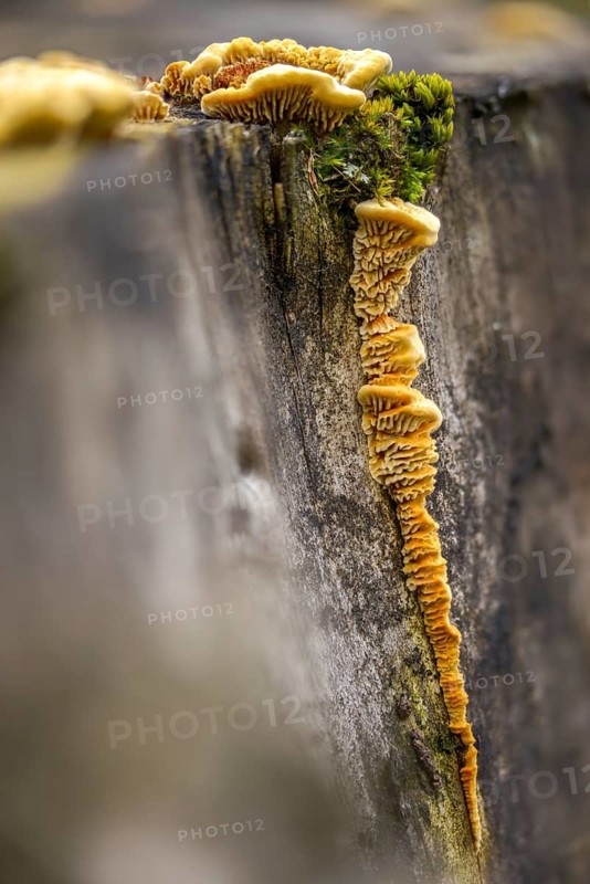 Daedalea sepiaria, gloeophyllum sepiarium, gloeophyllum ungulatum, lenzites sepiaria, lenzites crocata, yellow-red gill polypore, fence leaf, fungi, fungus, high size, vertical format, mushrooms, rusty gilled polypore