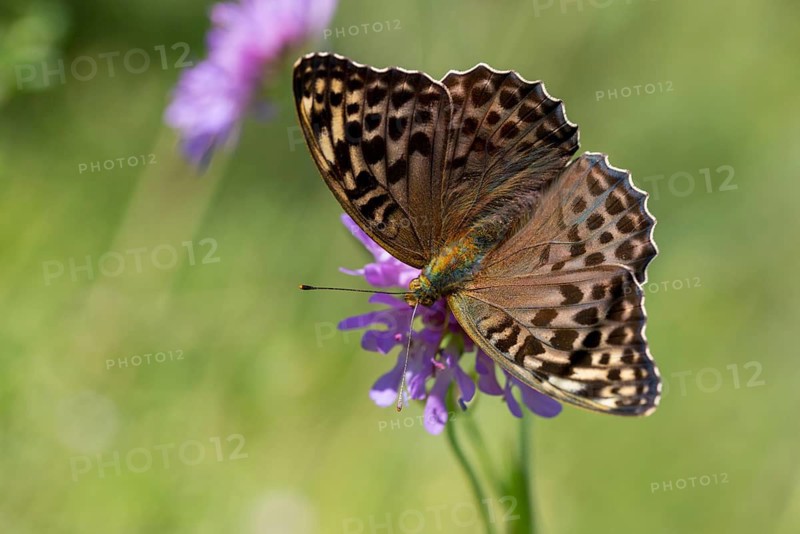 Argynnis paphia, imperial mantle, silver-washed fritillary, butterfly, female, insects, butterfly, butterflies, butterflies, female