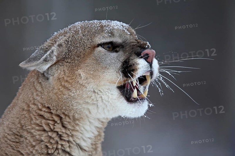 Cougar (Felis concolor), Minnesota, USA: A Cougar bares its teeth, covered in snow, in a cold environment