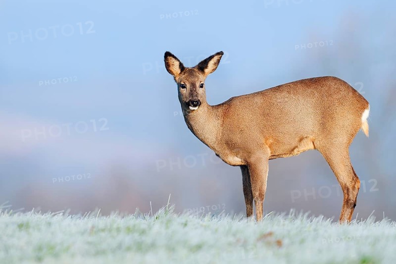European roe deer (Capreolus capreolus), doe standing in a meadow with hoarfrost, Lower Saxony, Germany