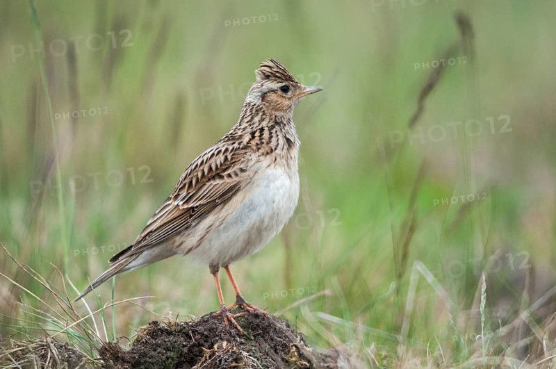 2010, Alauda Arvensis, Brandenburg, skylark, Germany, Nabu, national natural heritage, natural paradise Grünhaus, Skylark, post-mining landscape, birds, greenhouse, passeri, songbirds, birds