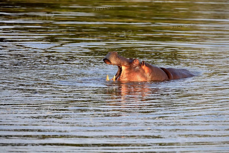 Hippopotamus (Hippopotamus amphibius), adult, in the water, portrait, looking menacing, yawning, Kruger National Park, Mpumalanga Province, South Africa