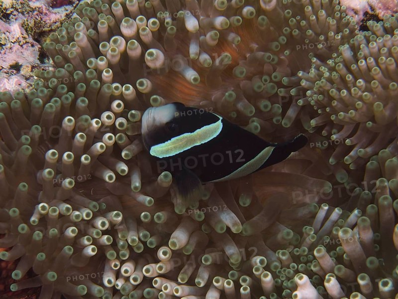 A dark clownfish, Clark's anemonefish (Amphiprion clarkii) with melanistic colouration, glides through the tentacles of a sea anemone at the Toyapakeh dive site, Nusa Ceningan, Nusa Penida, Bali, Indonesia