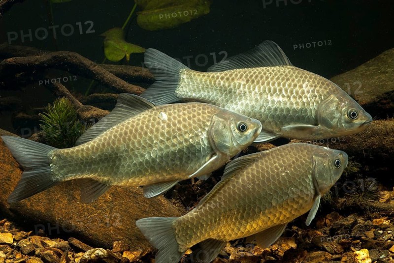 Carassius gibelio, pediment, prussian carp, silver carp, fish, fishes, pisces