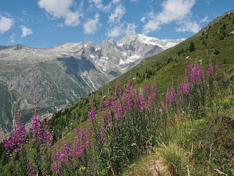 Purple flowers, blooming sally (Epilobium angustifolium), set against a dramatic mountain backdrop with snow and a blue sky, Bellwald, Goms, Canton of Valais, Switzerland
