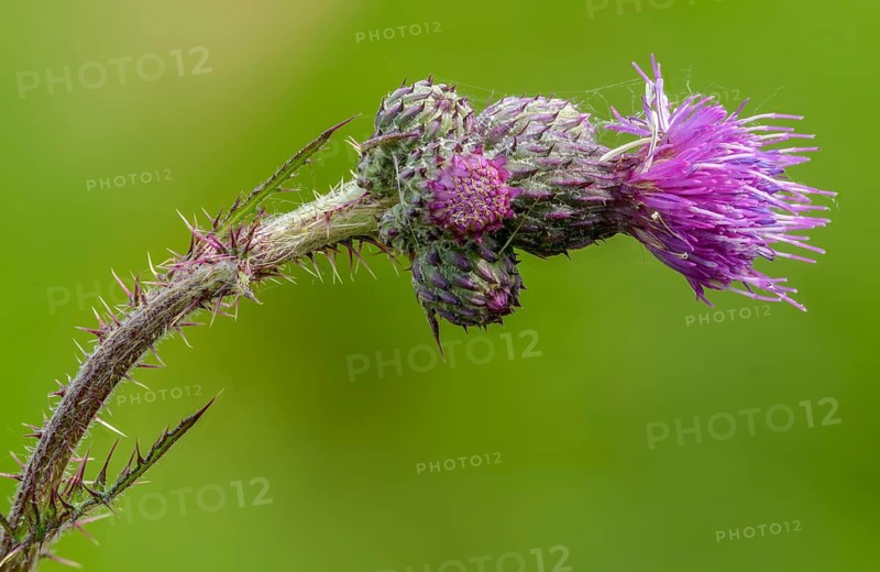 Asteraceae, Cirsium palustre, European Swamp thistle, daisy, swamp thistle, thistle, flora, marsh thistle, plants, plants
