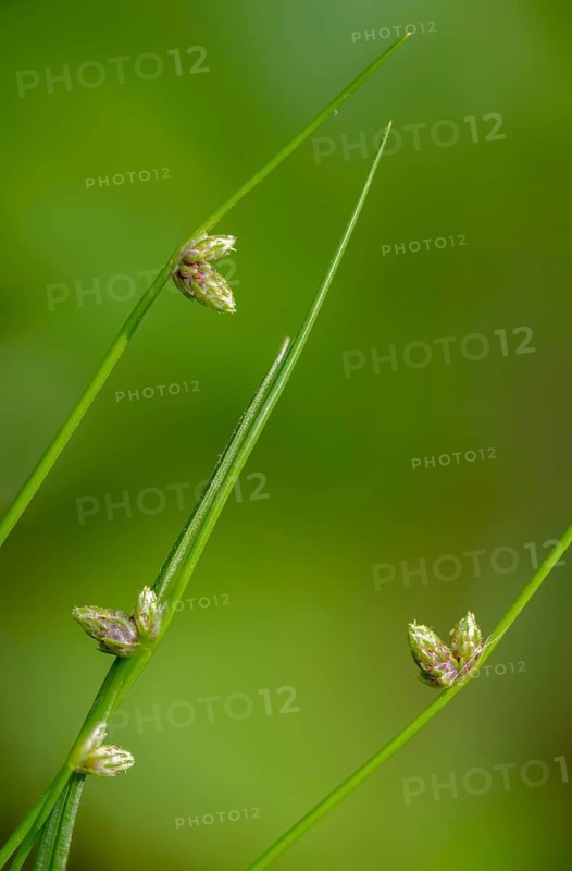Bristly bog rushes, bristly scale ledges, cyperaceae, isolepis setacea, sour grasses, scale ledge, bristle club rush, bristleleaf bulrush, flora, high size, vertical format, plants