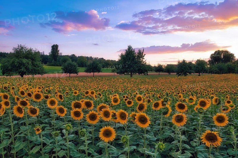 A field of sunflowers (Helianthus annuus) at dusk, atmospheric clouds in the evening sky, Canton of Zurich, Switzerland
