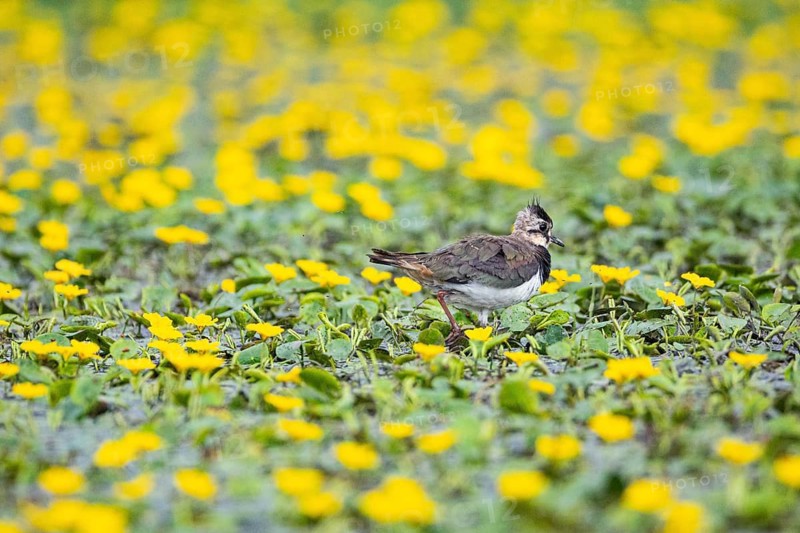 Lapwing (Vanellus vanellus) Hungary