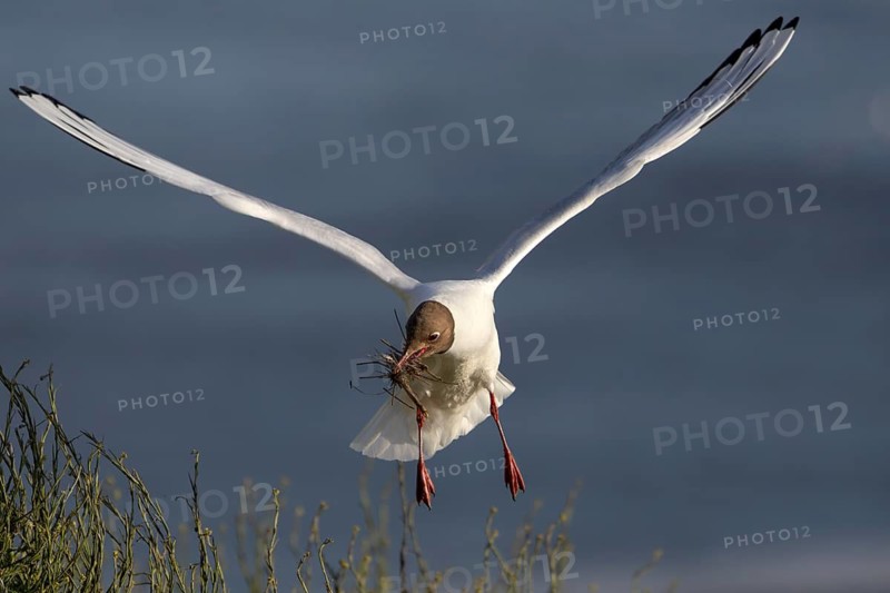 A black-headed gull (Chroicocephalus ridibundus) brings nesting material to its nest, breeding colony, bird colony, seabird colony, shorebird, coastal bird, Eidersperrwerk, June, Germany