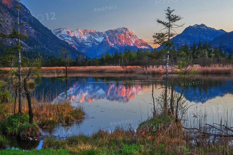 Moorgebiet Sieben Quellen with the Zugspitze Group 2962m at evening sun in spring, Eschenlohe, Loisach Valley, The Blue Land, Upper Bavaria, Bavaria, Germany