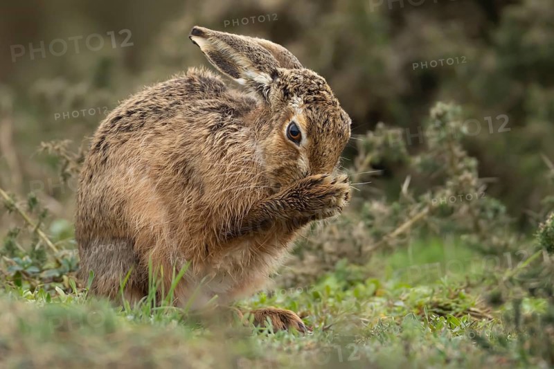 European brown hare (Lepus europaeus) adult animal washing its face in grassland, England, United Kingdom