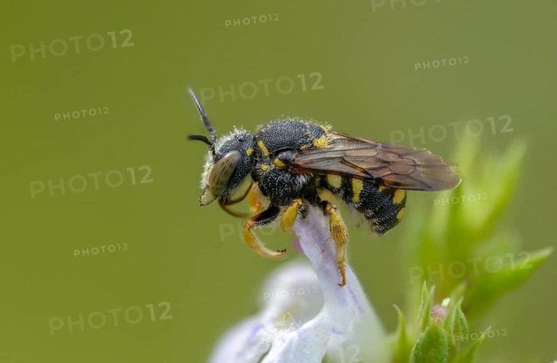 Anthidiellum strigatum, anthidium strigatum, resin bee, small resin bee, dwarf resin bee, insects