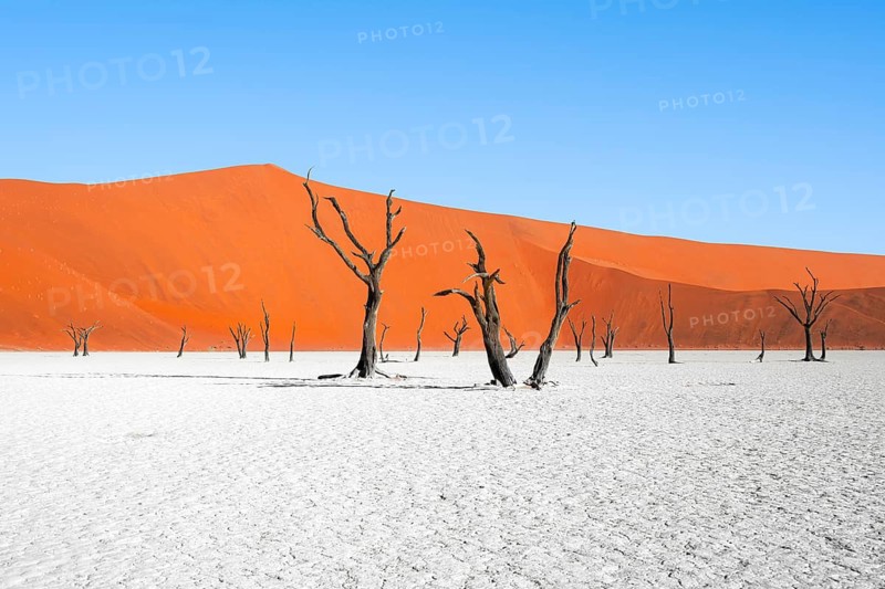 Dead camel thorn trees (Vachellia erioloba), red sand dunes, white salt pan, Dead Vlei, Sossusvlei, Namib Desert, Namib-Naukluft Park, Namibia